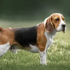 Beagle o przyjaznym usposobieniu stoi na trawie.