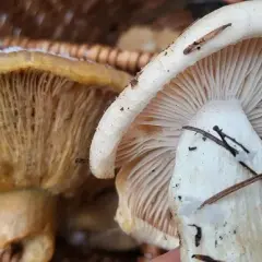 Co jeść w lesie zimą? Odkryj jadalne rośliny i owoce, które uratują Cię w trudnych warunkach