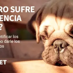 Primer plano de un pug con texto que pregunta si tu perro sufre de demencia canina. Aprende a identificar síntomas y cuidados.