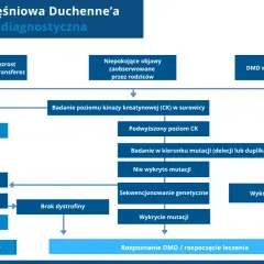 Schemat diagnostyczny dystrofii mięśniowej Duchenne'a (DMD). Analiza objawów, poziomu CK, biopsji mięśnia i badań genetycznych prowadzi do rozpoznania.