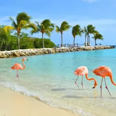 Trzy flamingi brodzą w turkusowej wodzie na plaży. Idealne miejsce na aruba wakacje, z palmami i błękitnym niebem.