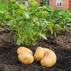 Quatre pommes de terre ratte dorées, fraîchement sorties de terre, reposent devant un plant de pomme de terre verdoyant dans un potager.