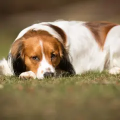 En trött hund med brun och vit päls ligger på gräset. Den ser lite hängig ut, kanske har den diarre hund.
