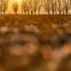 Złote światło zachodzącego słońca oświetla rząd drzew. Piękne bokeh na pierwszym planie, idealne porady fotograficzne dla początkujących.