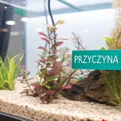 Zielona tabliczka "PRZYCZYNA GLONOW" w akwarium z piaskiem i roślinami wodnymi.