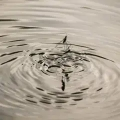 Todo lo que necesitas saber sobre las pulgas de agua y su importancia ecológica