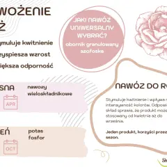 Kiedy nawozić róże? Wiosną nawozy wieloskładnikowe (marzec-kwiecień), jesienią potas i fosfor (wrzesień-październik). Nawóz do róż stymuluje kwitnienie.