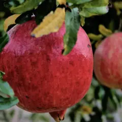 Kiedy jest sezon na granaty? Sprawdź, kiedy są najsmaczniejsze!