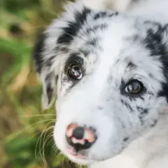 Uroczy piesek z merle umaszczeniem patrzy z nadzieją. Czy Pedigree to dobra karma dla niego?