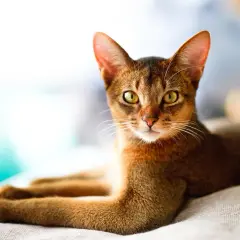 Eine braune Katze mit gelben Augen liegt auf einer hellen Decke.