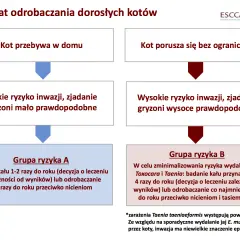 Co ile odrobaczać kota? Stwórz plan i uniknij błędów!