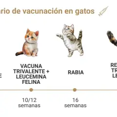 Calendario de vacunación felina: qué vacunas necesita un gato. Muestra las vacunas trivalente, leucemia felina y rabia, con sus refuerzos anuales.