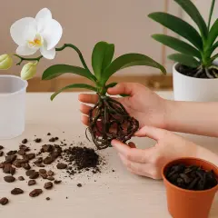 Hände halten eine Orchidee mit gesunden Wurzeln bereit zum Umtopfen. Rindenmulch und Erde liegen daneben.