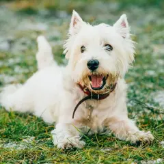 Westie blanco con collar rojo, parece que mi perro tiene tos seca y arcadas, pero está feliz en la hierba.