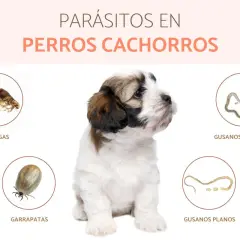 Cachorro adorable rodeado de imágenes de parásitos comunes en perros: pulgas, garrapatas, gusanos redondos y planos.