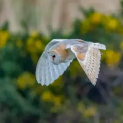 Eine Schleiereule fliegt lautlos durch die Dämmerung. Ihr Ruf ist kaum hörbar, doch ihre majestätische Erscheinung fesselt.