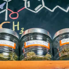 Medyczna marihuana: Czy wywołuje "fazę"? Wyjaśniamy efekty