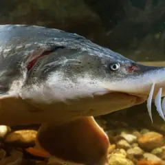 Gros plan d'un esturgeon dans un bassin, ses barbillons blancs visibles. Ce poisson ancien peut avoir une longue durée de vie en bassin.