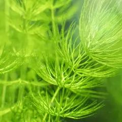 Plante aquatique verte, le Ceratophyllum demersum, aux feuilles fines et ramifiées, créant un paysage sous-marin luxuriant.