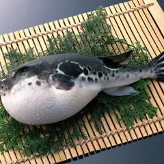 Okrągła ryba fugu, ozdobiona gałązkami iglaków, leży na bambusowej macie.
