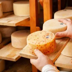 Ręce wybierają krąg sera Montasio z pomarańczowymi plamkami, leżący na drewnianej desce, wśród innych serów na półkach.