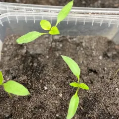 Små paprikaplantor spirar i plastbehållare, redo för att odla paprika inomhus.