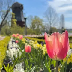 En rosa tulpan i förgrunden, med en blomsterrabatt och en väderkvarn i bakgrunden på Prins Eugens Waldemarsudde.