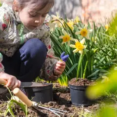 Dziewczynka sadzi kwiaty wśród żółtych żonkili. W dłoni trzyma niebieskie hiacynty, a obok leżą narzędzia ogrodnicze. To piękny zwiastun wiosny.