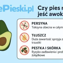 Czy pies może jeść awokado? Nie, ze względu na persynę, tłuszcz i pestkę ze skórką.
