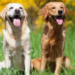 Labrador czy golden retriever charakter – który pies lepiej pasuje do Ciebie?