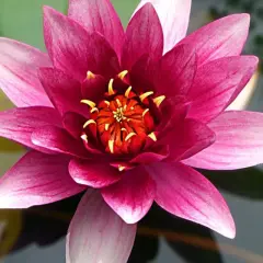Una flor de loto rosa vibrante se abre sobre el agua, mostrando sus pétalos y el centro anaranjado con estambres amarillos.