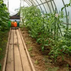 W tunelu z pomidorami można sadzić ogórki, które rosną obok. Widać też konewki do podlewania.