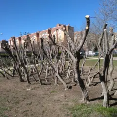 Une rangée d'amandiers taille adulte, aux troncs fins et tortueux, attend le printemps sous un ciel bleu.
