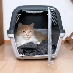 Pomarańczowy kot leży w otwartym transporterze lotniczym na podłodze.