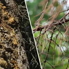 Widoczne objawy chorób modrzewia: żywica na korze i uschnięte igły.
