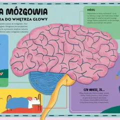 Ilustracja pokazuje mózg i jego części: móżdżek, pień mózgu i mózg. Tak działa mózg, kontrolując ruchy, równowagę, osobowość i funkcje życiowe.