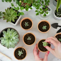 Hände pflanzen kleine Ableger Sukkulenten in Terrakotta-Töpfe. Mehrere Sukkulenten und Gartengeräte liegen auf dem Tisch.