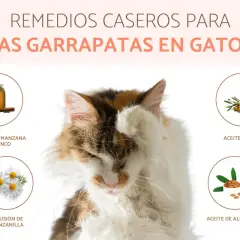 Gato con pata en la cara, rodeado de remedios caseros para eliminar garrapatas en gatos: vinagre, manzanilla, aceite de oliva y almendras.