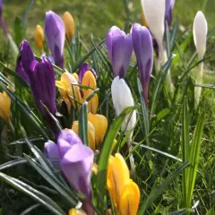 En äng fylld med lila, vita och gula krokusblommor som sträcker sig mot solen.