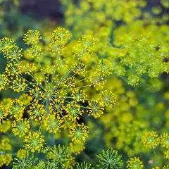 Fiori gialli di finocchietto selvatico, alcuni sembrano ombrellini. Attenzione, non tutto il finocchietto selvatico è commestibile, alcuni sono velenosi.