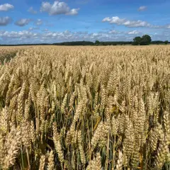 Złote łany pszenicy falują na wietrze, niosąc obietnicę obfitych plonów i euforii żniw. Błękitne niebo z białymi chmurami nad polami.