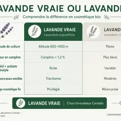 Tableau comparatif : Lavande vraie vs Lavandin. Découvrez les bienfaits de la lavande séchée pour la cosmétique bio.