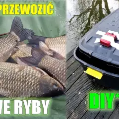 Jak przewieźć ryby samochodem bez stresu i zagrożenia dla zdrowia