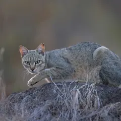 Gato montés doméstico, con pelaje grisáceo y ojos verdes, acecha sobre una roca.