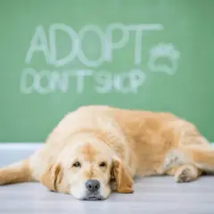 Strachliwy piesek leży na podłodze, a za nim napis "Adoptuj, nie kupuj".