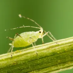 Puceron vert sur une tige, signe avant-coureur d'une invasion.