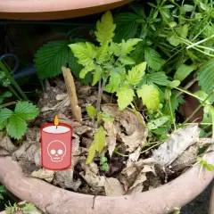 Un plant de tomate pâle et des feuilles mortes dans un pot. Une bougie avec une tête de mort suggère "pourquoi les plantes meurent chez moi".
