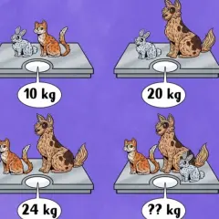 Królik i kot ważą 10 kg. Pies i królik 20 kg. Kot i pies 24 kg. Ile powinien ważyć kot? Obliczamy, ile waży kot.