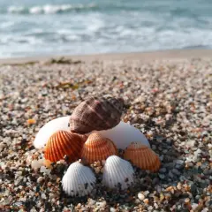 Conchas marinas en la arena, con el mar azul de fondo, un tesoro encontrado en el **golfo de Almería**.