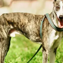 Un galgo español atigrado, con su lengua fuera y un collar colorido, posa en un campo verde.
